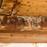 Why Is There Mold In My Crawl Space?